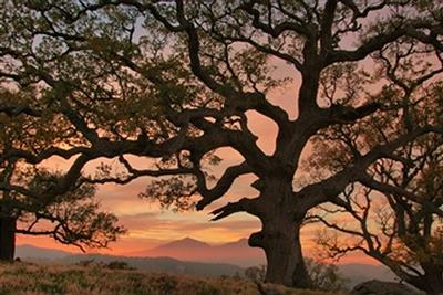 oak tree.jpg